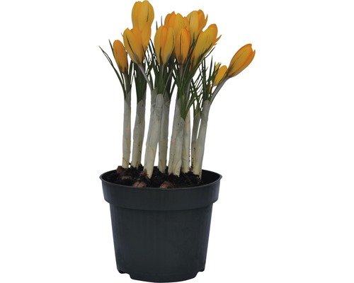 Gelber Krokus im Topf