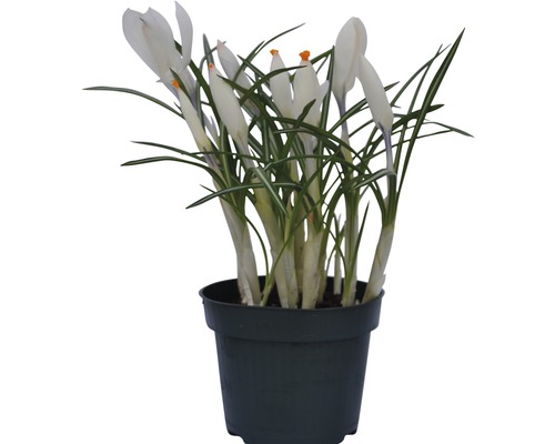 Krokus im Topf