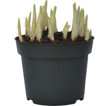 Funkien Pflanze in einem Topf