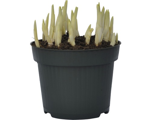 Funkien Pflanze in einem Topf