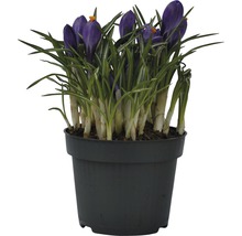 Krokusse im Topf