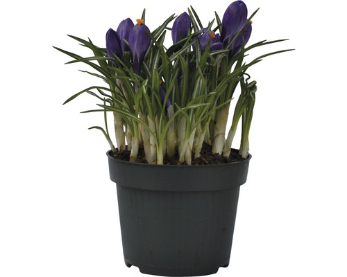 Krokusse im Topf