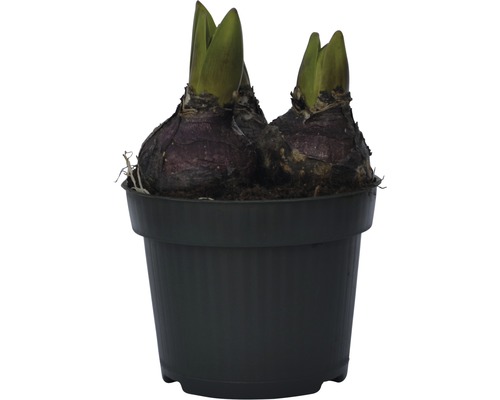 Zwei Amaryllis-Zwiebeln in einem Topf