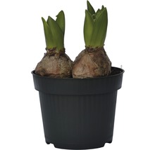 Zwei Blumenzwiebeln in einem schwarzen Pflanztopf