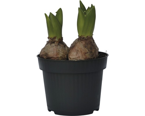 Zwei Blumenzwiebeln in einem schwarzen Pflanztopf