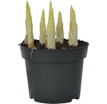 Chicorée Pflanze in einem Topf