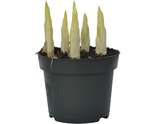 Chicorée Pflanze in einem Topf