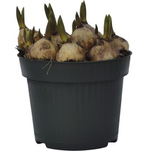 Blumenzwiebeln in einem Topf