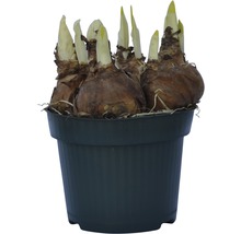 Blumenzwiebeln in einem Topf