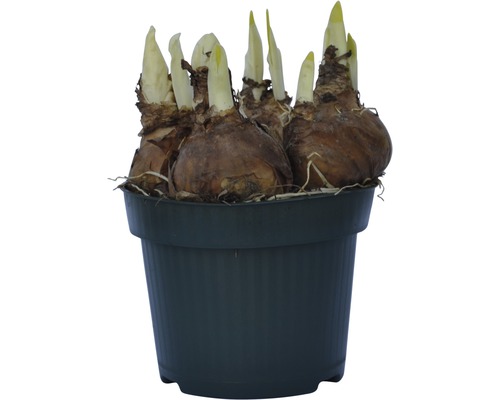 Blumenzwiebeln in einem Topf