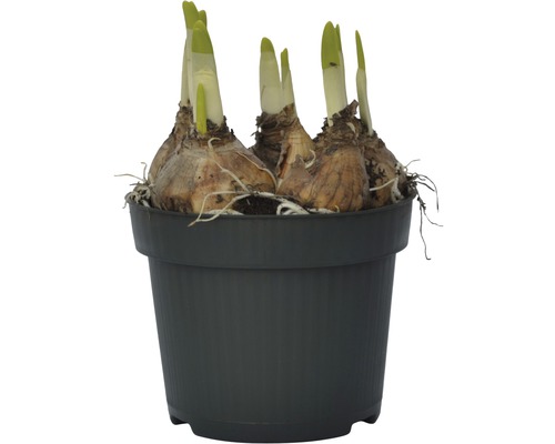 Blumenzwiebeln in einem Topf mit Trieben