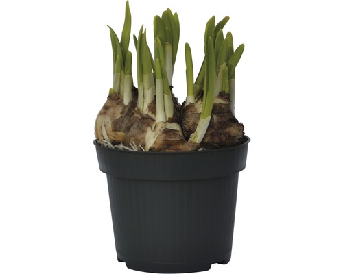 Narzissen im Topf mit grünen Trieben