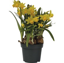 Narzisse, Osterglocke FloraSelf Narcissus pseudonarcissus 'Tete a Tete' Ø 12 cm Topf-thumb-0