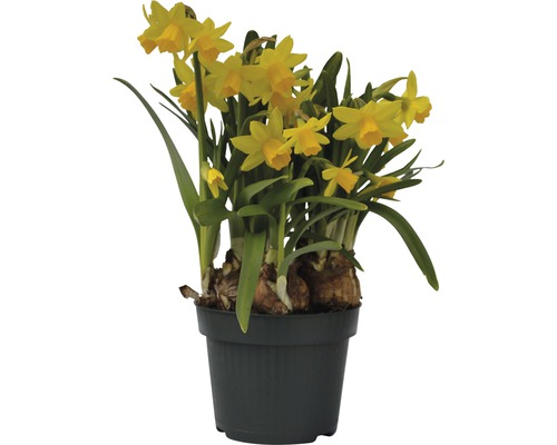 Narzisse, Osterglocke FloraSelf Narcissus pseudonarcissus 'Tete a Tete' Ø 12 cm Topf-0