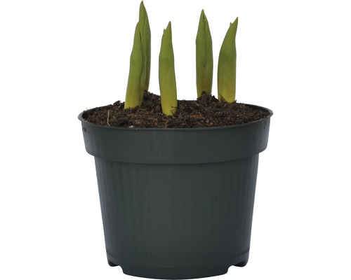 Junge Pflanzen in einem Pflanzgefäß