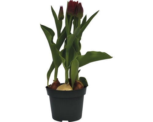 Tulpen im Topf mit Zwiebeln und noch geschlossenen Blüten