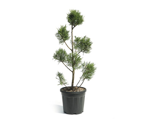 Leyland-Zypresse PomPon Cupressocyparis leylandii 'Pyramidalis' H ca. 80 cm Co 9 L Chamaecyparis in einem schwarzen Topf