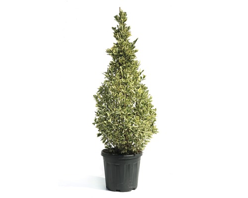 Japanischer Spindelstrauch Pyramide FloraSelf Eunonymus japonicus 'Bravo' H 100-120 cm Co 20 L