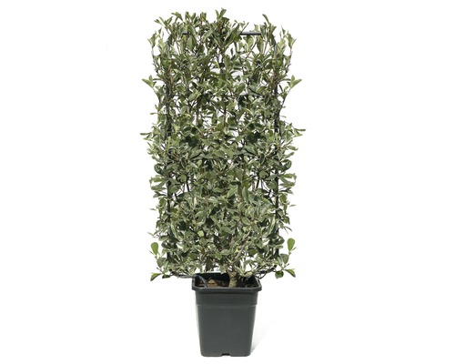 Weißgrüne Glanzmispel Spalier FloraSelf Photinia fraseri 'Pink Marble' ® H110xB50 cm Co 18 L