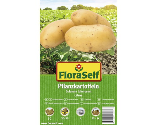 Pflanzkartoffeln FloraSelf Solanum tuberosum 'Cilena' Festkochend 10 Stk.-0