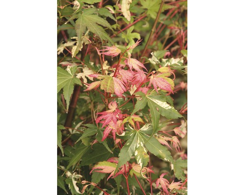 Fächerahorn FloraSelf Acer palmatum 'Oridono-nishiki' H 100-125 cm Co 15 L