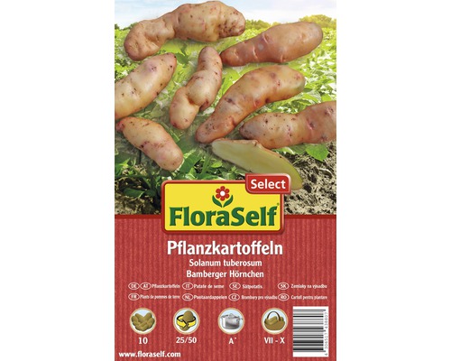 FloraSelf Pflanzkartoffeln Bamberger Hörnchen