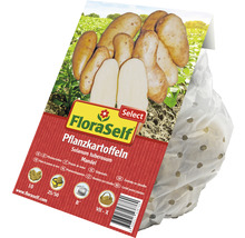 Pflanzkartoffeln FloraSelf Select Solanum tuberosum 'Mandel' 10 Stk