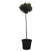Lorbeerbaum im Topf