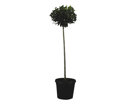 Lorbeerbaum im Topf