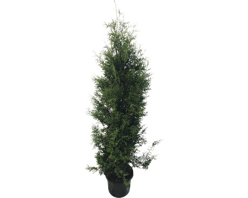 Lebensbaum FloraSelf Thuja occidentalis 'Brabant' H 150-175 cm Co 12 L Topfgedrückt