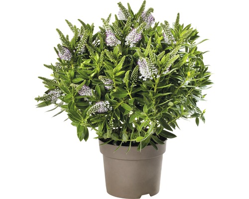 Strauchveronika Mix FloraSelf Hebe Addenda Mix Ø 17 cm Topf zufällige Sortenauswahl Hebe-Strauch im Topf mit grünen Blättern und weißen Blüten