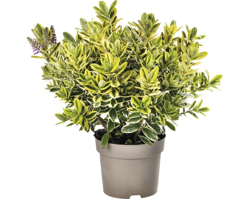 Hebe-Strauch im Topf mit gelb-grünen Blättern