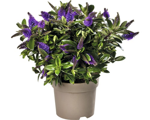 Strauchveronika mit violetten Blüten im Topf