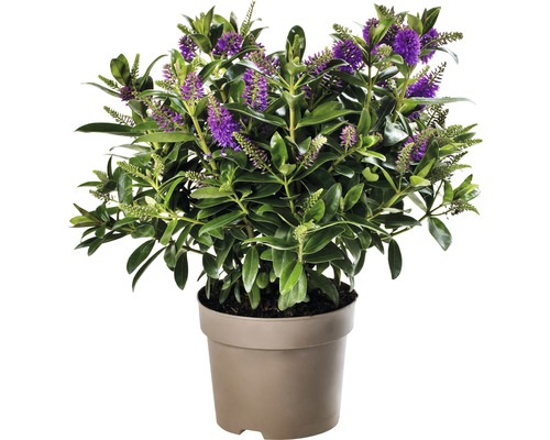 Hebe Strauch mit lila Blüten im Topf