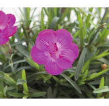 Nelke mit Blüte