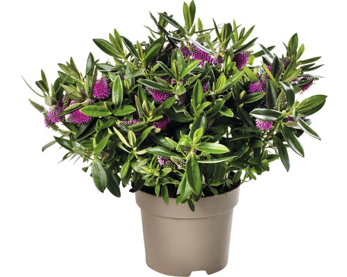 Hebe Strauch im Topf