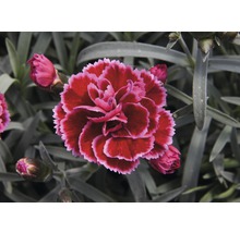 Nelke, Gartennelke FloraSelf Dianthus caryophyllus 'Maria Carmelia' H 10-15 cm Ø 15 cm (3 Stk.)