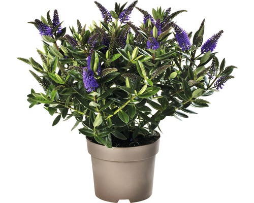 Hebe im Topf mit violetten Blüten und grünen Blättern