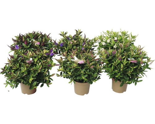 Drei verblühte Strauchveronikas in Töpfen