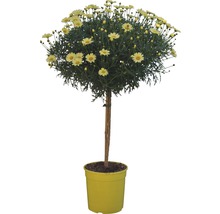 Gänseblümchen Buschbaum im Topf