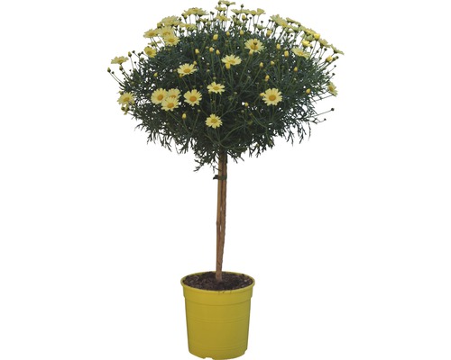 Gänseblümchen Buschbaum im Topf