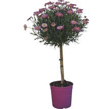 Margeritenstämmchen im Topf