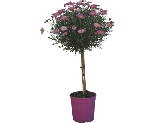 Margeritenstämmchen im Topf