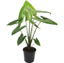 Alocasie, Tiger-Pfeilblatt FloraSelf Alocasia 'Zebrina' H 80-100 cm Ø 27 cm Topf buschig