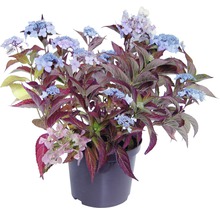 Hydrangea Teller Rispenhortensie im Topf