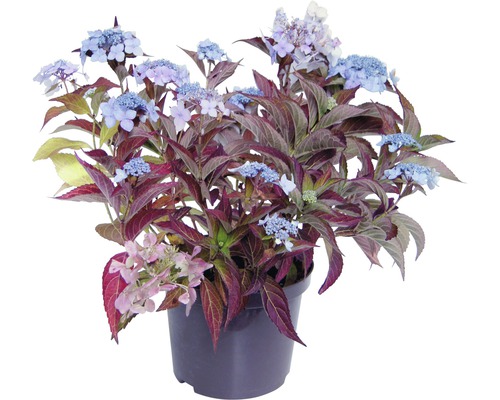 Hydrangea Teller Rispenhortensie im Topf
