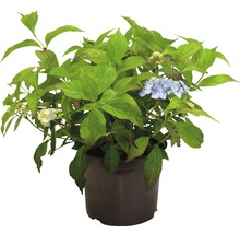 Hortensie im Topf mit grünen Blättern und blauen Blüten