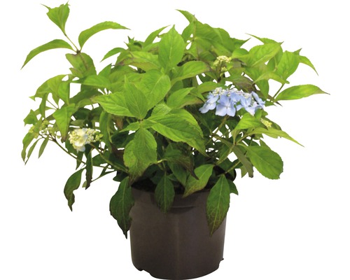 Hortensie im Topf mit grünen Blättern und blauen Blüten