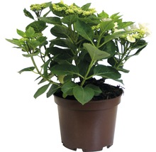 Rispenhortensie im Topf
