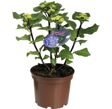 Hortensie im Topf mit Blütenständen und Pflanzenetikett